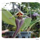 Prodgf 50Pcs A Set mermaid orchid seed