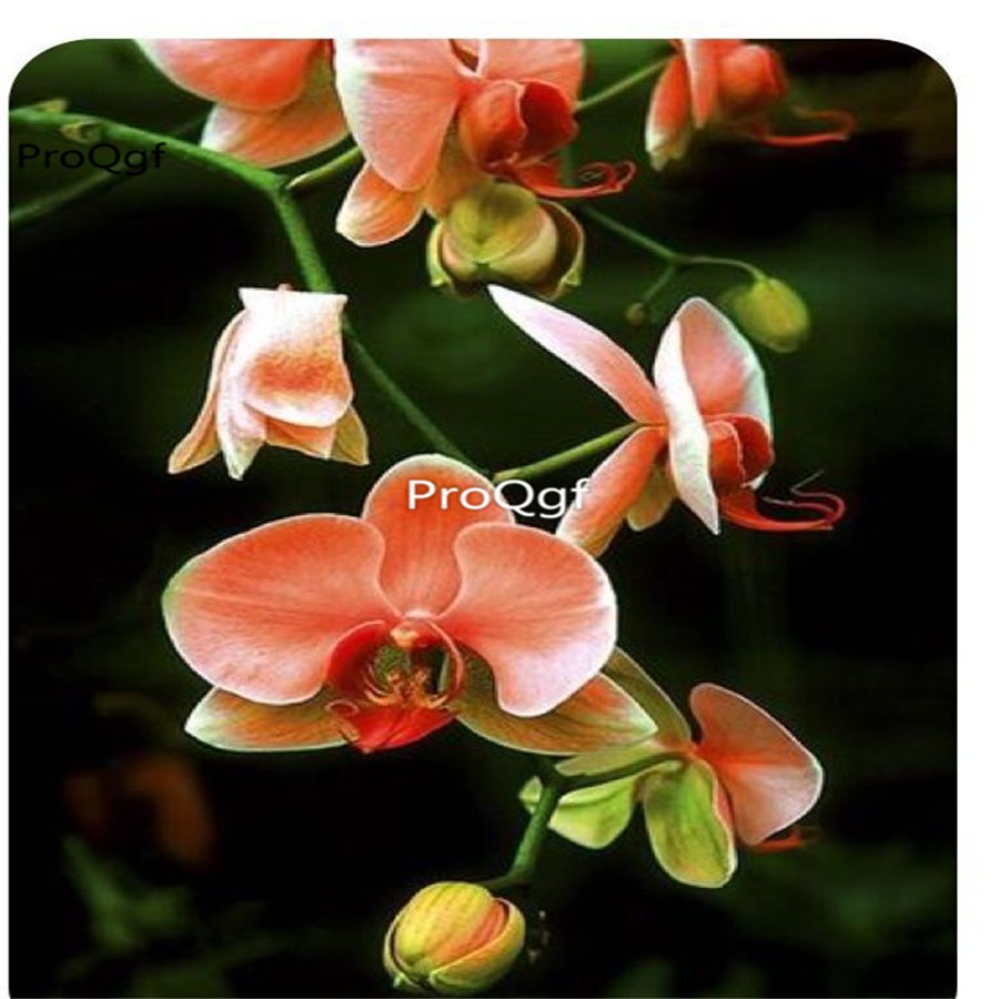 Prodgf 50Pcs A Set orange orchid seed
