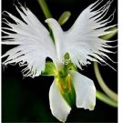 Prodgf 50Pcs A Set japanese egret orchid seed
