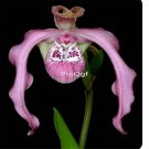 Prodgf 50Pcs A Set  peruvian orchid seed