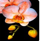 Prodgf 50Pcs A Set champagne rare orchid seed