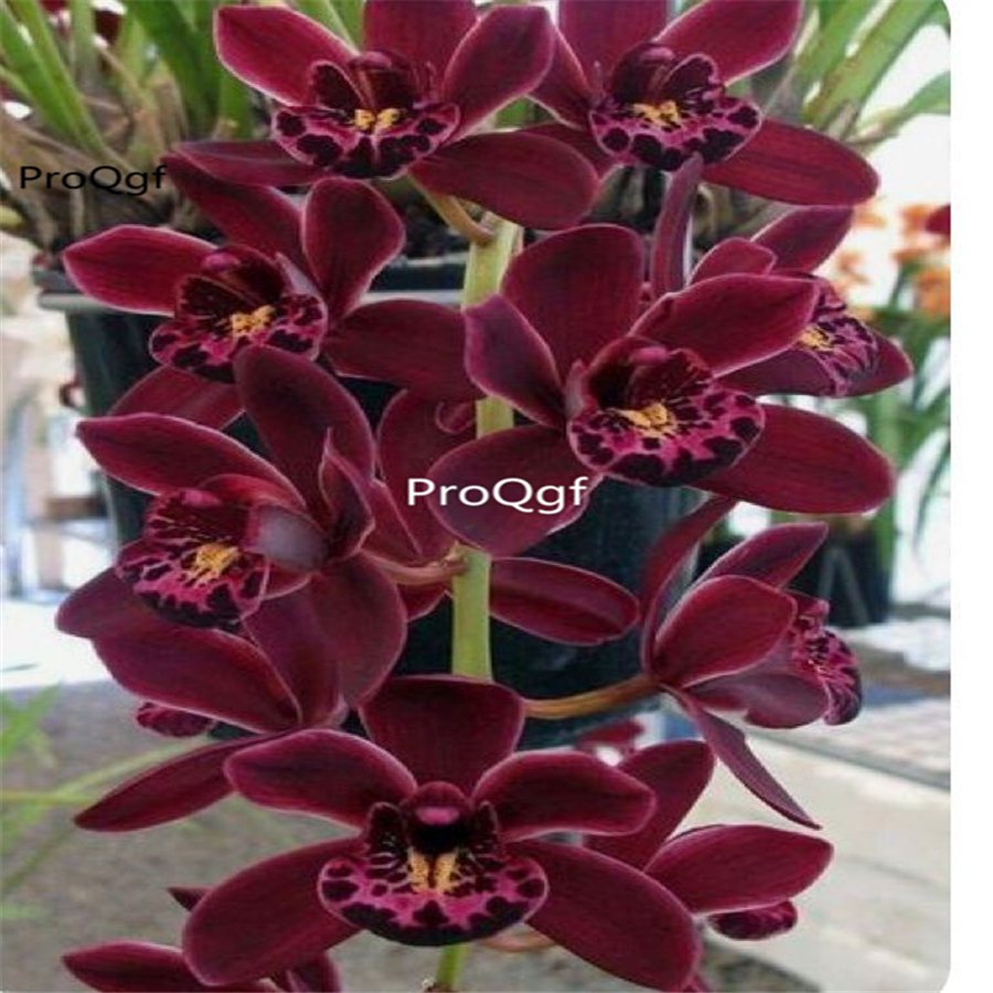 Prodgf 50Pcs A Set dark red cymbidium orchid seed