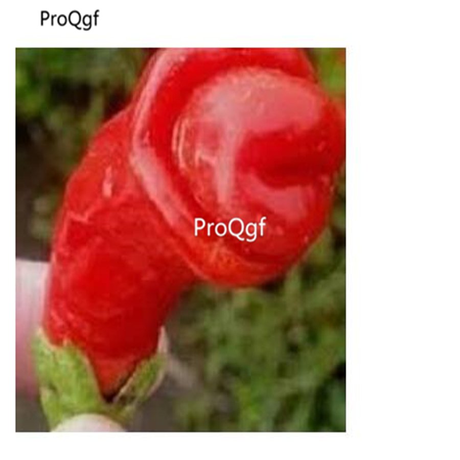 Prodgf 8000Pcs penis pepper seed