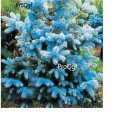 Prodgf 3000Pcs Blue Spruce Tree seed