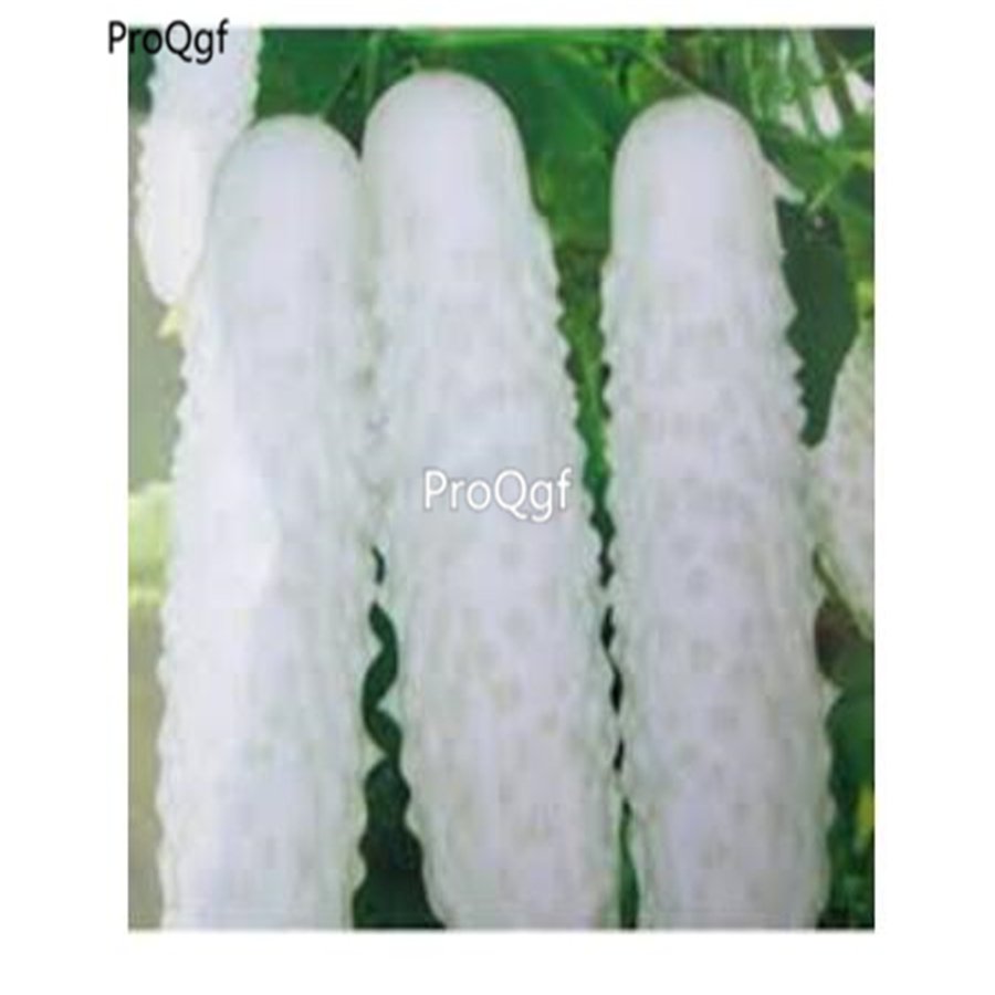 Prodgf 3000Pcs White Cucumber seed