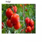 Prodgf 3000Pcs Ping-Pong Tomatoes seed