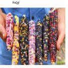 Prodgf  2000Pcs Rare Color Corn vegetable seed