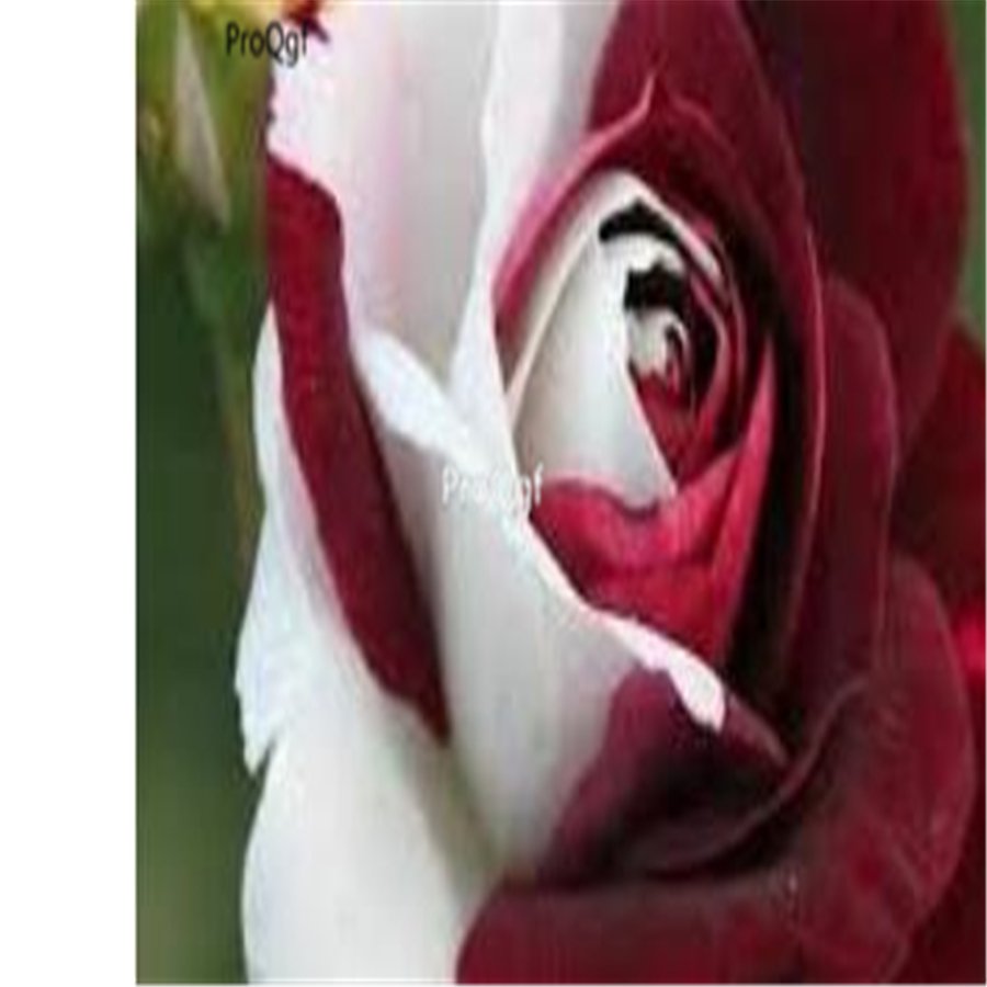 Prodgf 6000Pcs Red White Roses flower seed