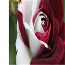 Prodgf 6000Pcs Red White Roses flower seed