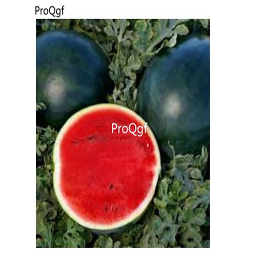 Prodgf 3000Pcs black skin red heart Watermelon seed