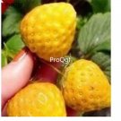 Prodgf 9000Pcs Yellow Strawberry fruit seed