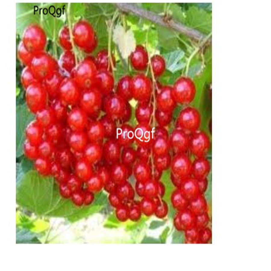 Prodgf 6000Pcs Red Grapes fruit seed