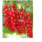 Prodgf 6000Pcs Red Grapes fruit seed