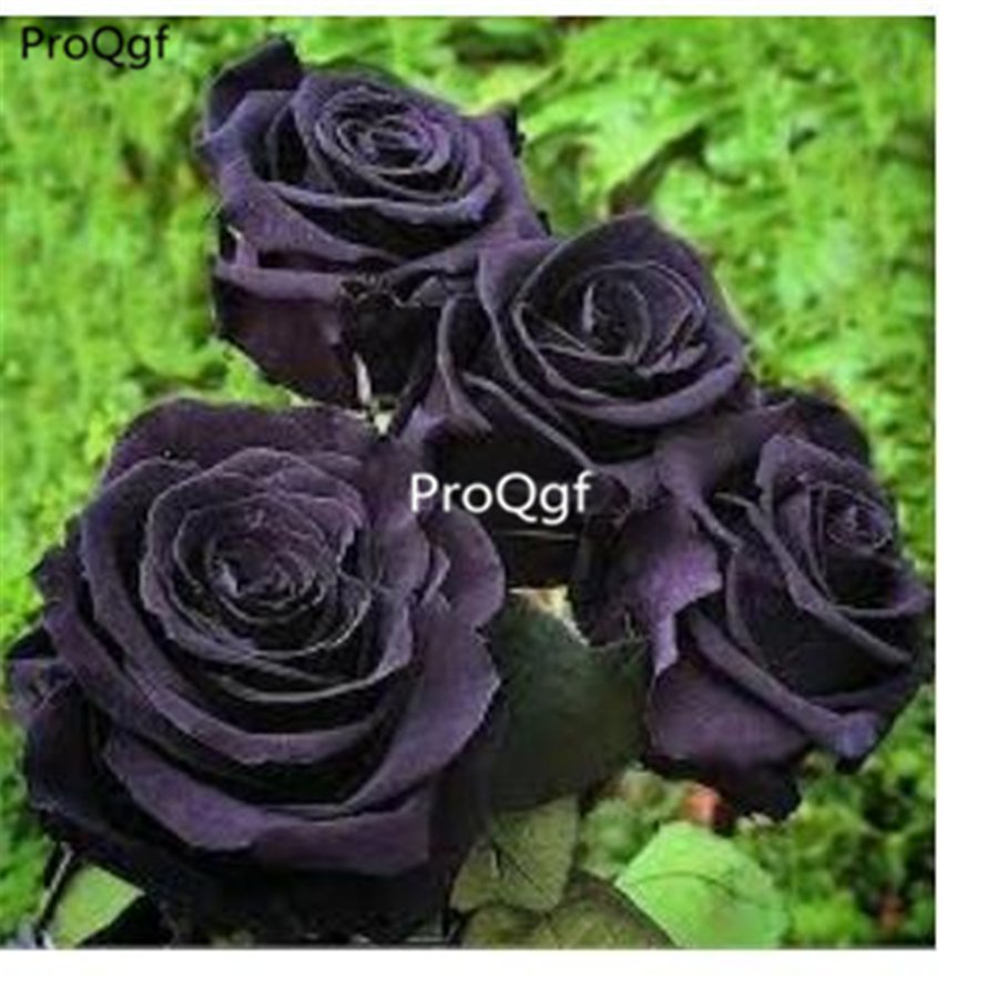 Prodgf 6000Pcs Black Rose flower seed