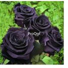 Prodgf 6000Pcs Black Rose flower seed