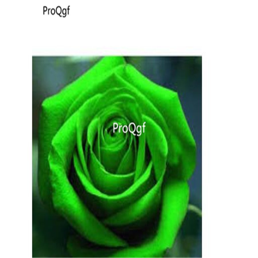 Prodgf 6000Pcs A Set Green Roses flower seed