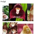 Prodgf 3000Pcs Monkey orchid seed