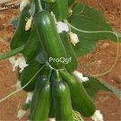 prodgf 3000pcs Original Cucumber seed