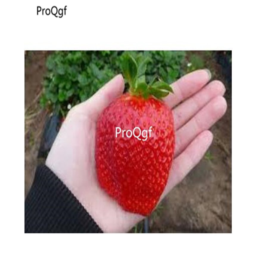 Prodgf 6000Pcs Big Strawberry  seed
