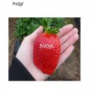 Prodgf 6000Pcs Big Strawberry  seed