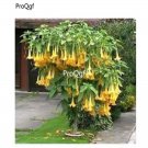 Prodgf 6000Pcs Angel Trumpet seed