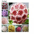 Prodgf 300Pcs Hoya Karnosa  seed
