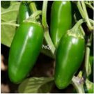 Prodgf 6000Pcs  Jalepeno Pepper  seed