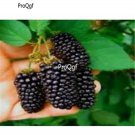 Prodgf 9000Pcs Raspberry Blackberry seed
