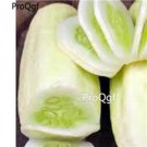 prodgf 6000pcs White Cucumber  seed
