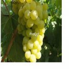 prodgf 6000pcs White Grapes seed