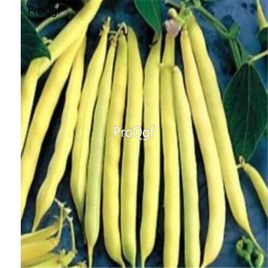 prodgf 3000pcs Yellow Beans seed