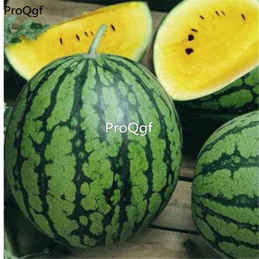 prodgf 3000pcs Yellow Watermelon  seed