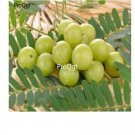 prodgf 50pcs Amla  fruit seed