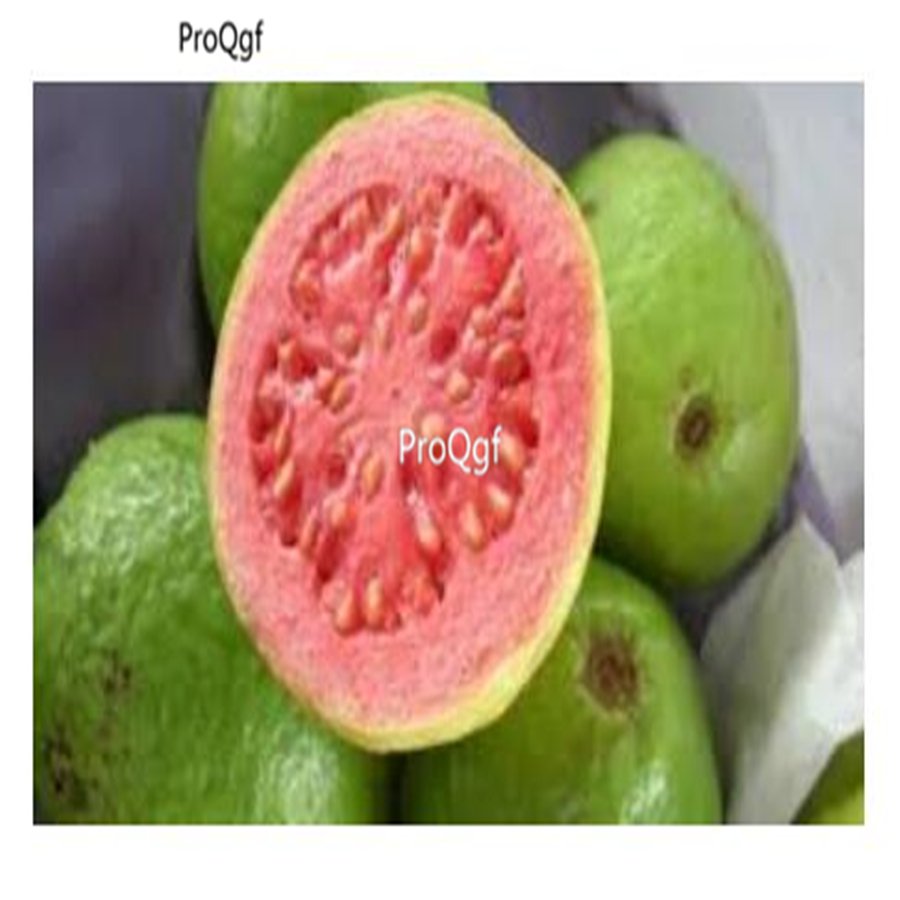 prodgf 300pcs Tripical Psidon Guava seed