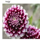 prodgf 6000pcs purple with white edge Star dahlia seed