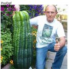 prodgf 6000pcs Rare Holland Cucumber  seed