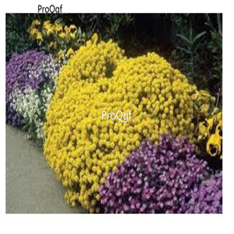 prodgf 6000pcs Alisso Flower seed
