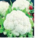 prodgf 500pcs Cauliflower seed