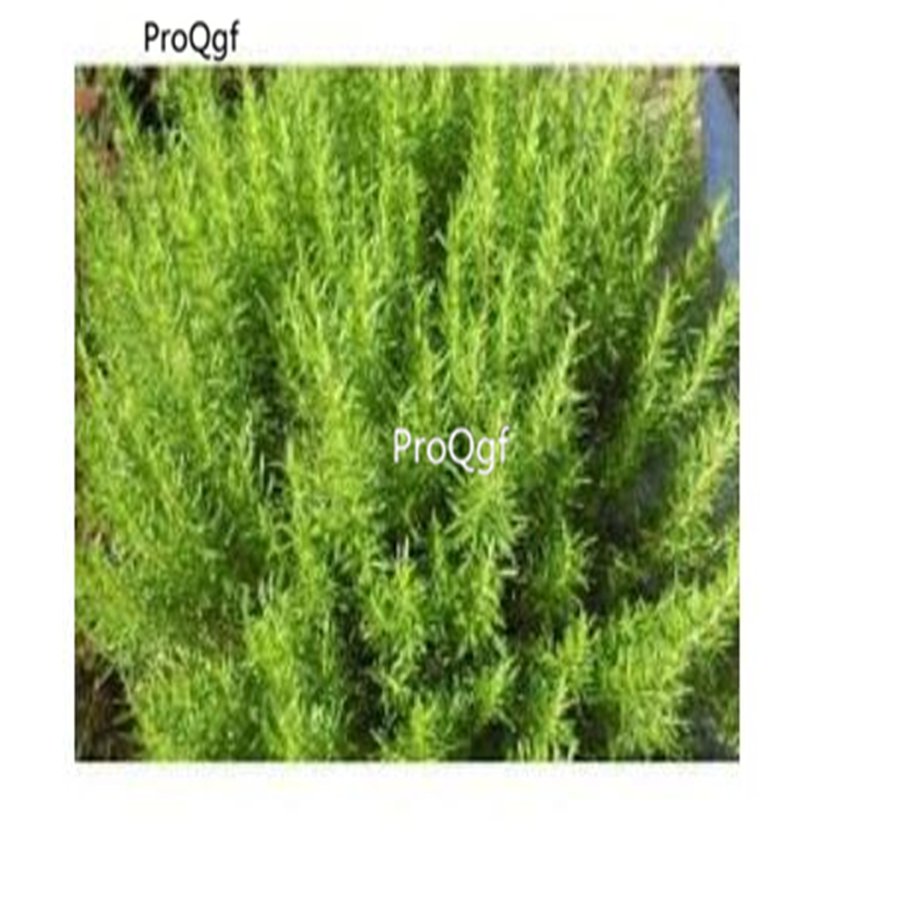 prodgf 9000pcs Rosemary seed