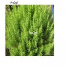 prodgf 9000pcs Rosemary seed
