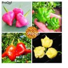 prodgf 6000pcs Campanula Pepper seed