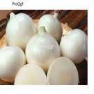 prodgf 6000pcs  Rare White Onions  seed