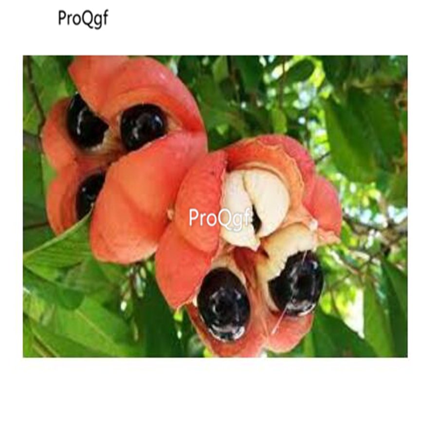 prodgf 50pcs Ackee  seed
