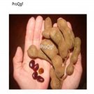 prodgf 300pcs Tropical Tamarind   seed