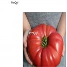 prodgf 6000pcs giant tomato vegetable seed