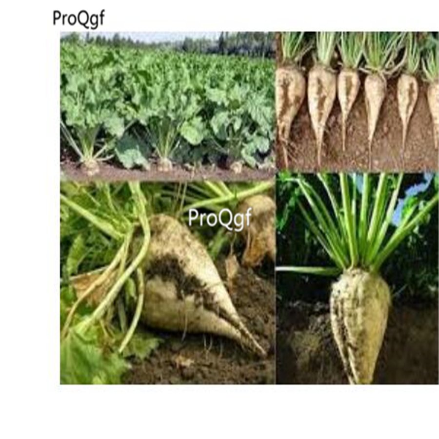 Prodgf 3000pcs Beets vegetable seed