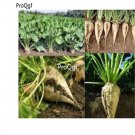 Prodgf 3000pcs Beets vegetable seed
