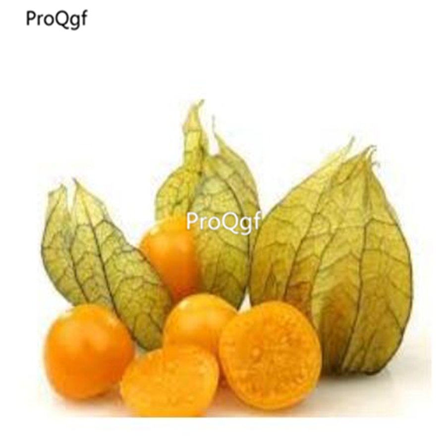 prodgf 6000pcs gold lantern fruit seed