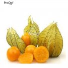 prodgf 6000pcs gold lantern fruit seed