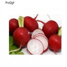 prodgf 8000pcs red skin white heart Radish seed